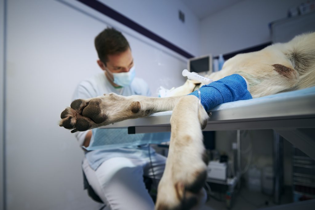 Hno-notdienst Heute In Der Nähe Tierarzt Notdienst in der Nähe