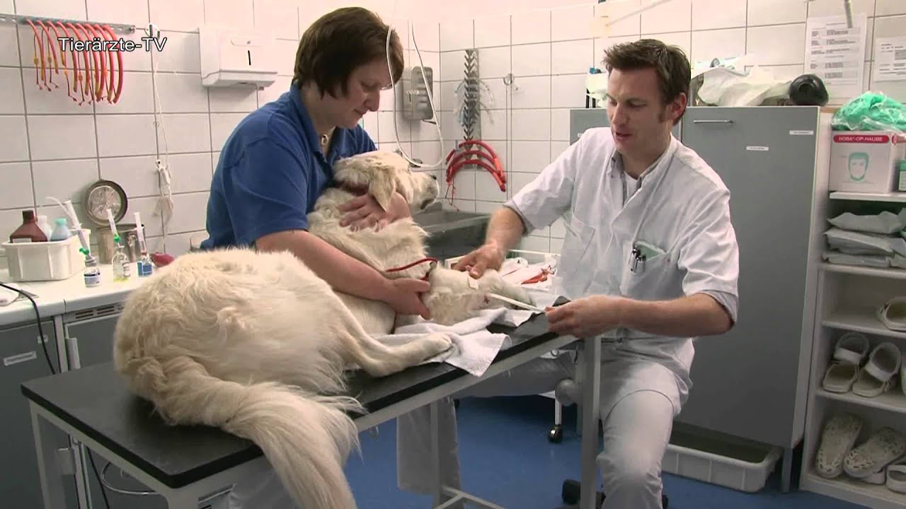 Tierarztpraxis Dr. Clemens Tyrell & Dr. Dorothee Haege In Wiesbaden Tierärztliches Zentrum Dr. Berger - Kurzfilm über das Tierärztliche