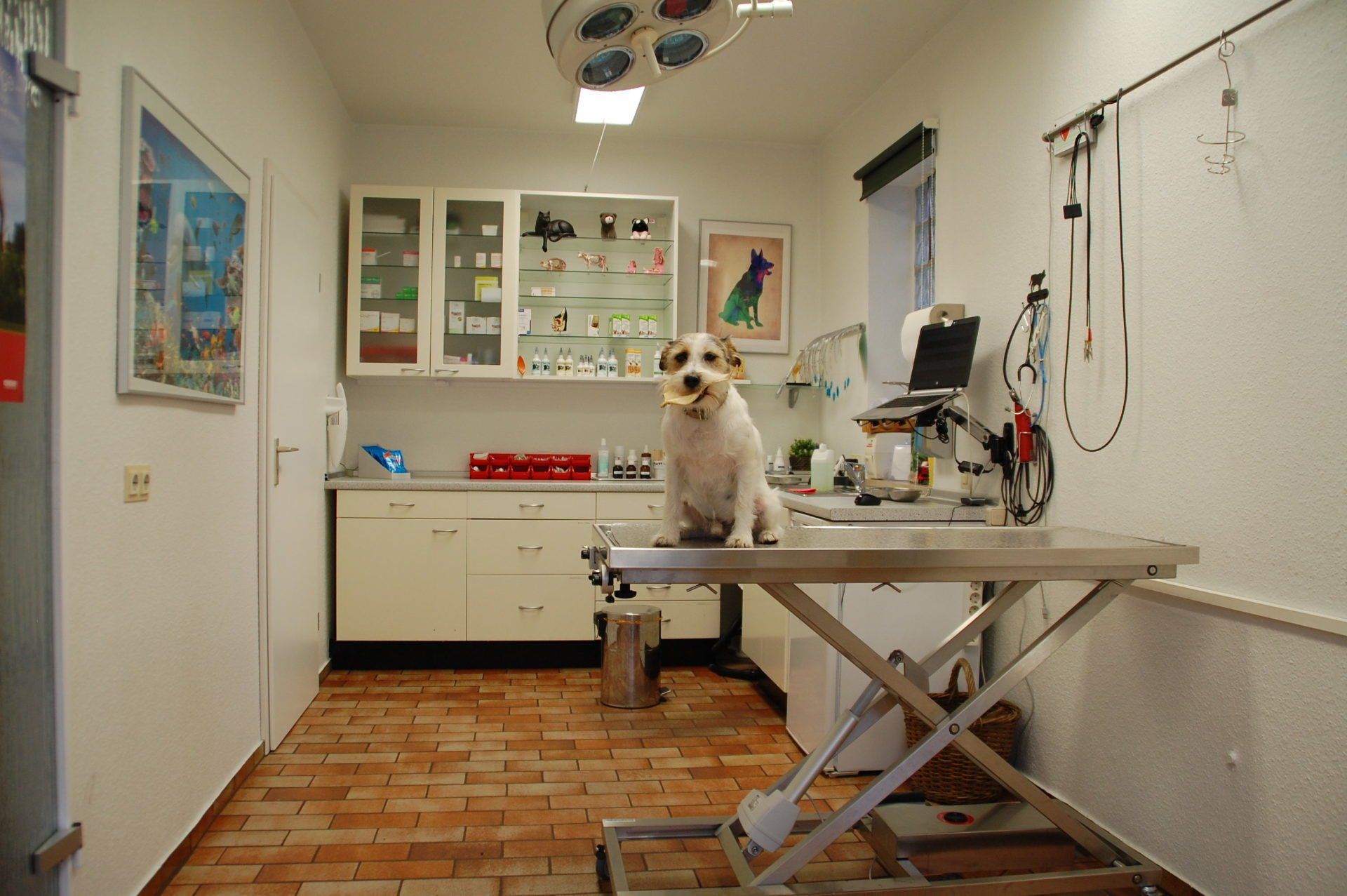Tierarztpraxis Heidingsfeld Dennis Hahn Vormals Tierklinik Dr Schneidemann Tierarztpraxis Krempe - Dr. H.-D. Graack