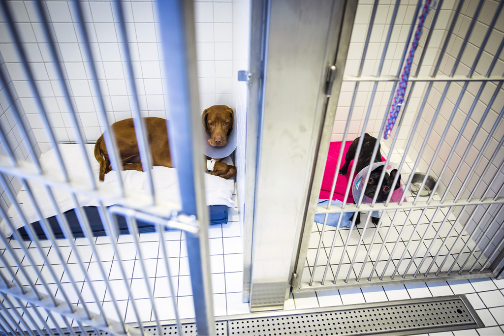 Rezensionen Für Anicura Tierklinik Stuttgart Plieningen Tierklinik Anicura | SPIEGEL - Lars Berg - PHOTOGRAPHY