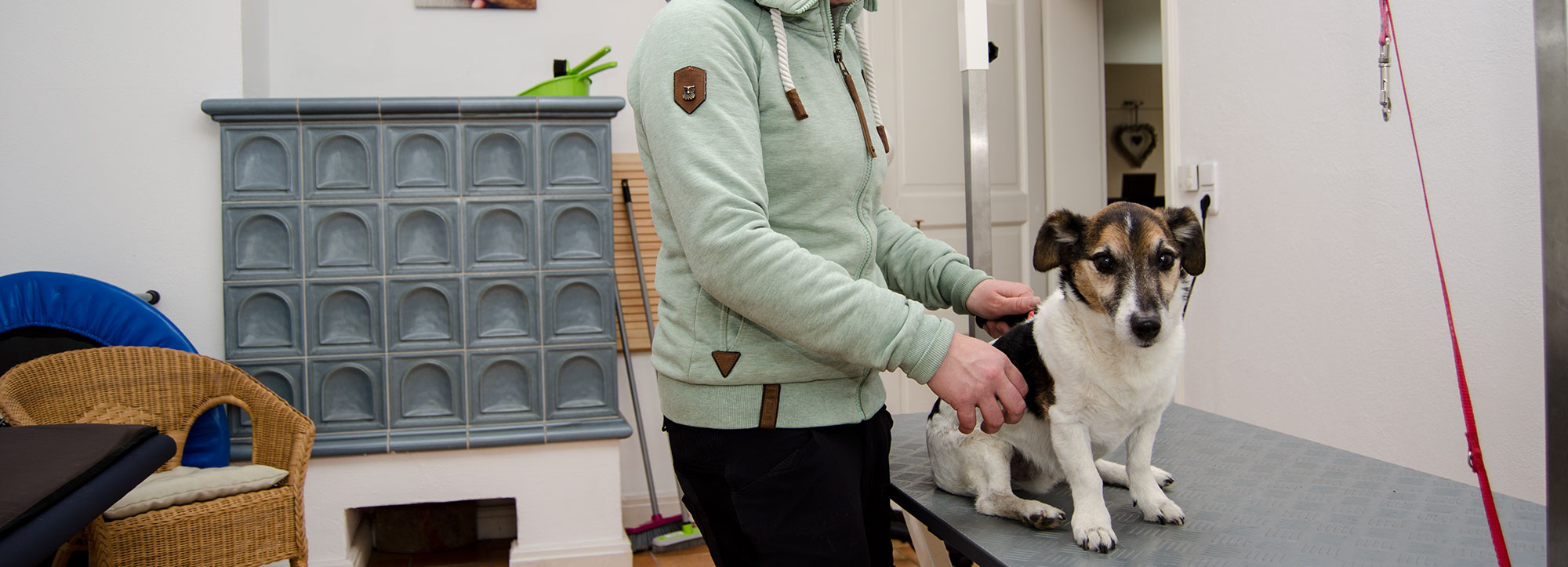 Tierfriseur Für Katzen In Der Nähe Tierphysiotherapie / Tierfriseur für Hunde und Katzen | Hodenhagen