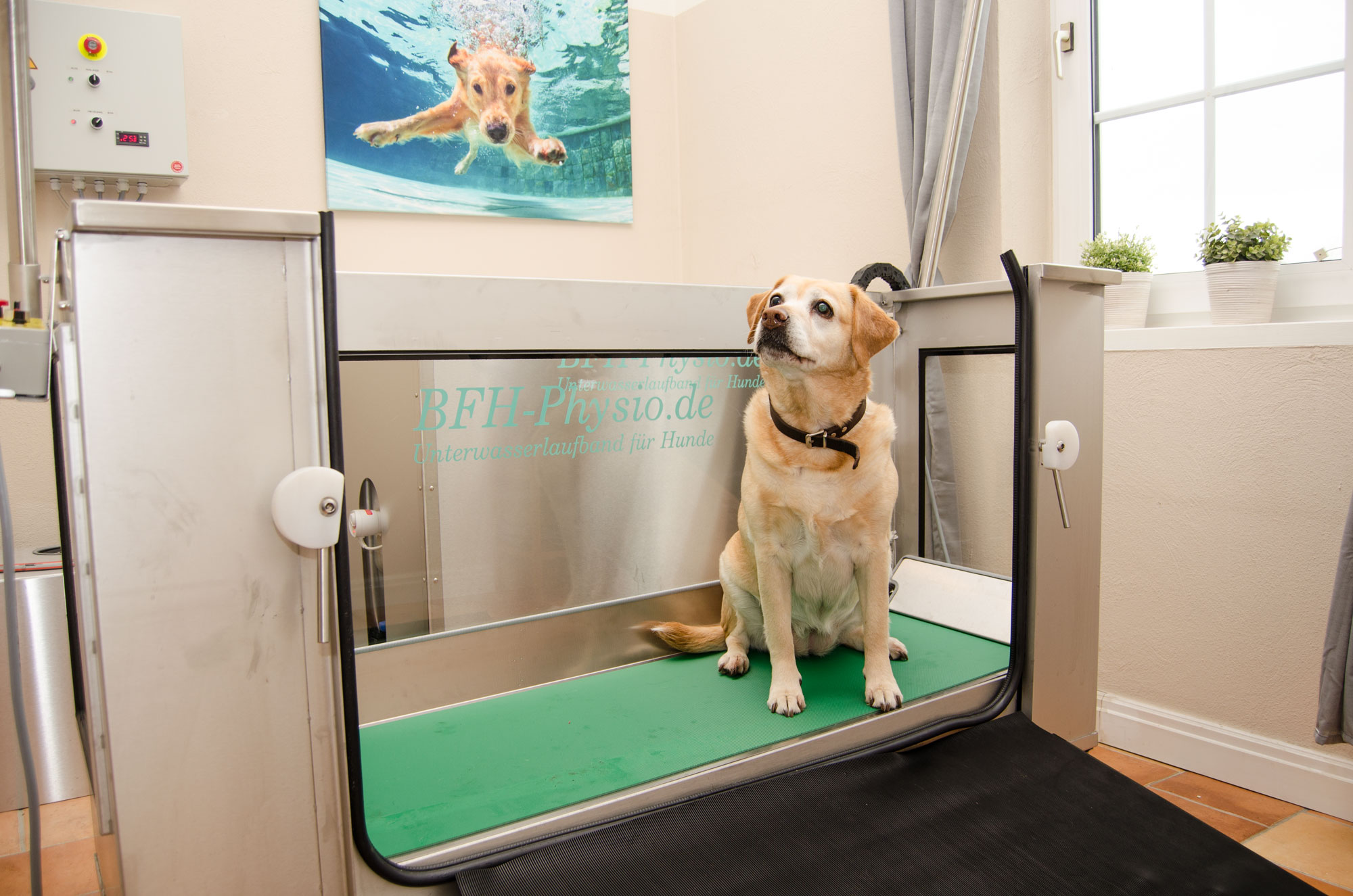 Tierfriseur Für Katzen In Der Nähe Tierphysiotherapie / Tierfriseur für Hunde und Katzen | Hodenhagen