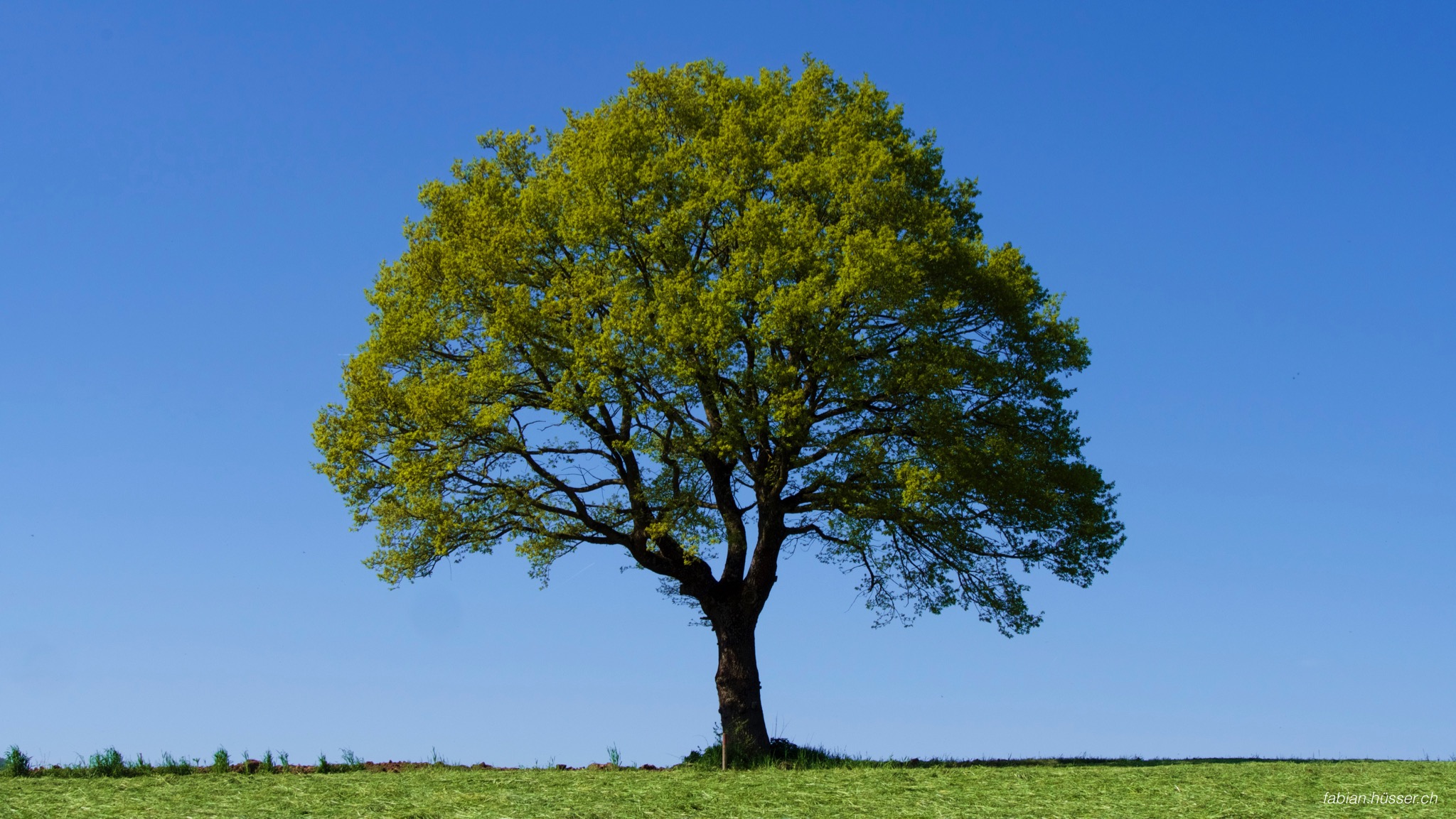 Baum Mit Roten Beeren Name Tree on a sunny summer day – fabian.hüsser.ch