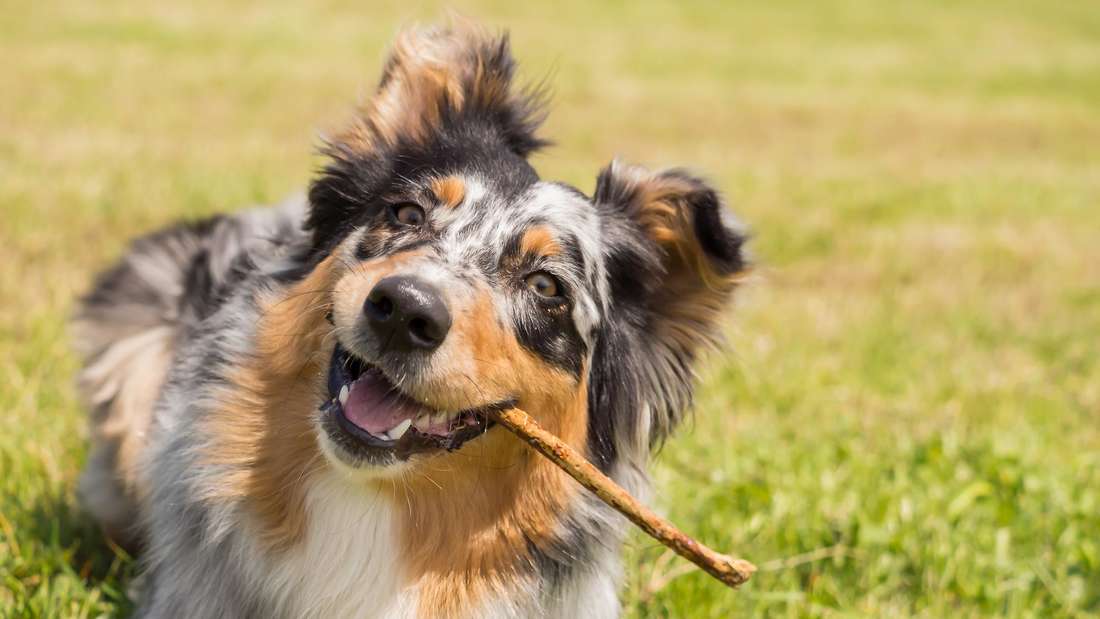 Hunde Zu Verschenken In Lübeck Treu und süß: Die beliebtesten Hunderassen der Deutschen