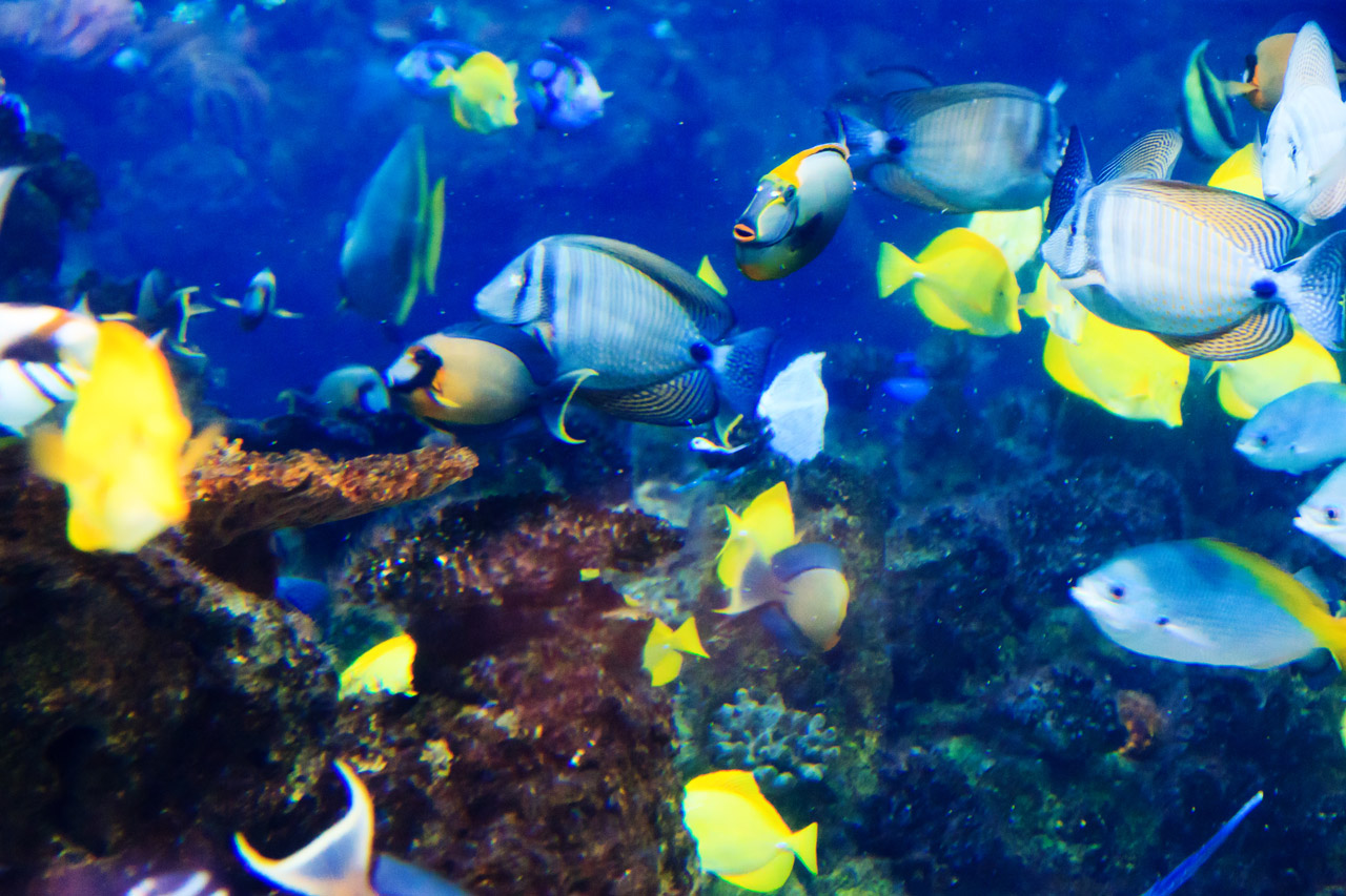 Baumschulen Im Umkreis Von 70 Km Tropical Fish Underwater Free Stock Photo - Public Domain Pictures