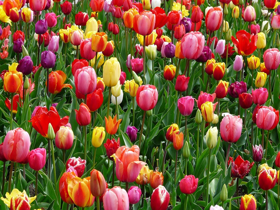 Blumen Kamm Inh. Friedrich Peter Kamm Tulpen Blumen Blüten · Kostenloses Foto auf Pixabay
