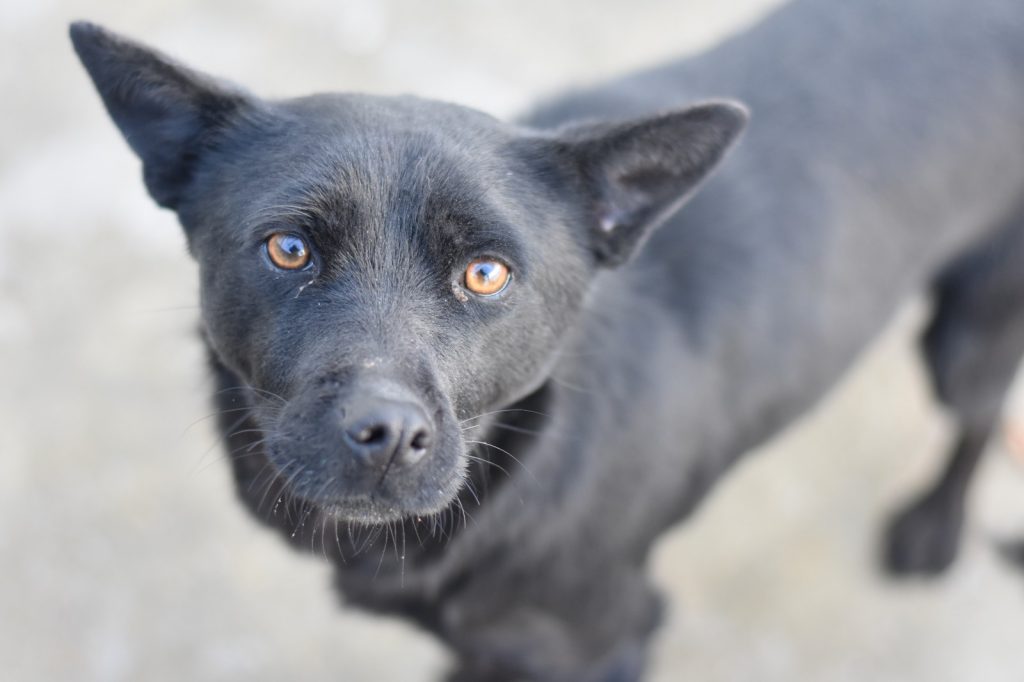 Tierklinik Für Hunde In Der Nähe Unsere Hunde - Tierrettung International e.V.