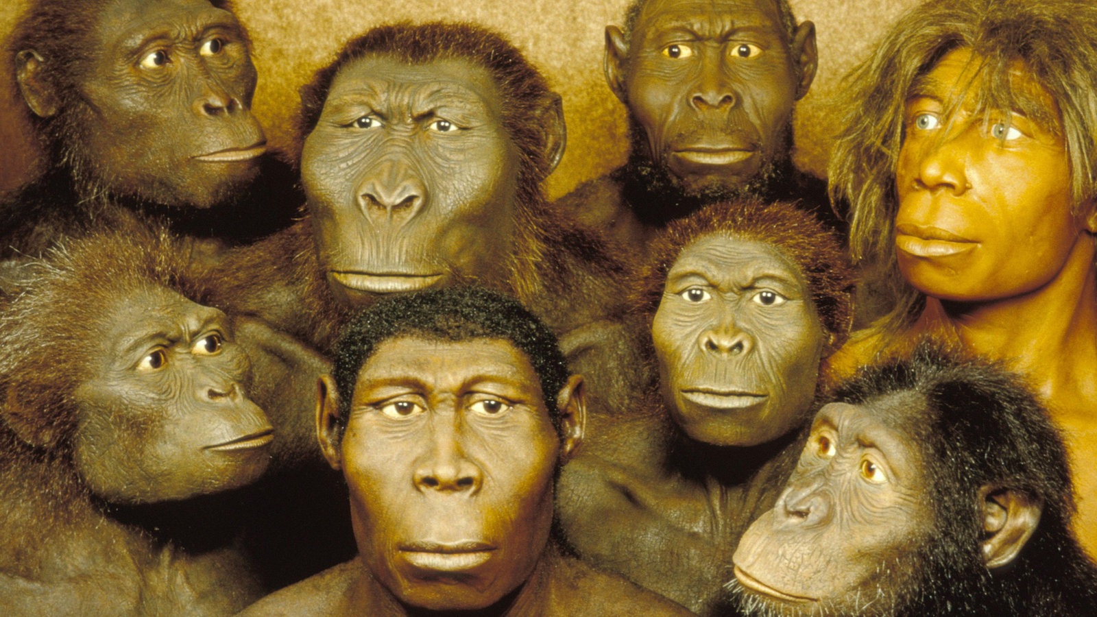 Menschen B1 2 Kursbuch Lösungen Urzeit: Ursprung des Menschen - Urzeit - Geschichte - Planet Wissen