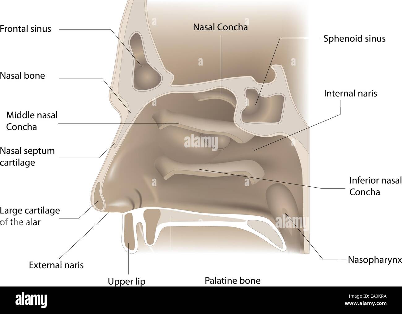 Nase Ohren Arzt In Der Nähe Vektor-Illustration der Nase Anatomie auf weißem Hintergrund Vektor