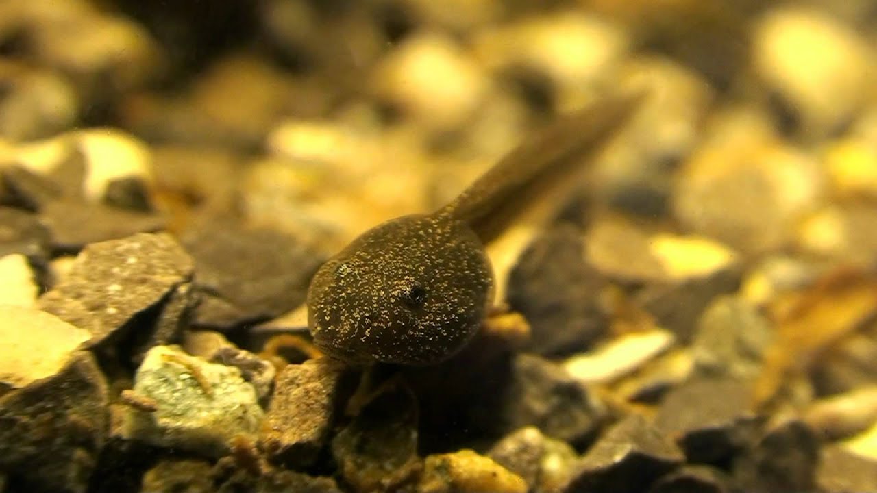 Vom Laich Zum Frosch Arbeitsblatt Lösungen
