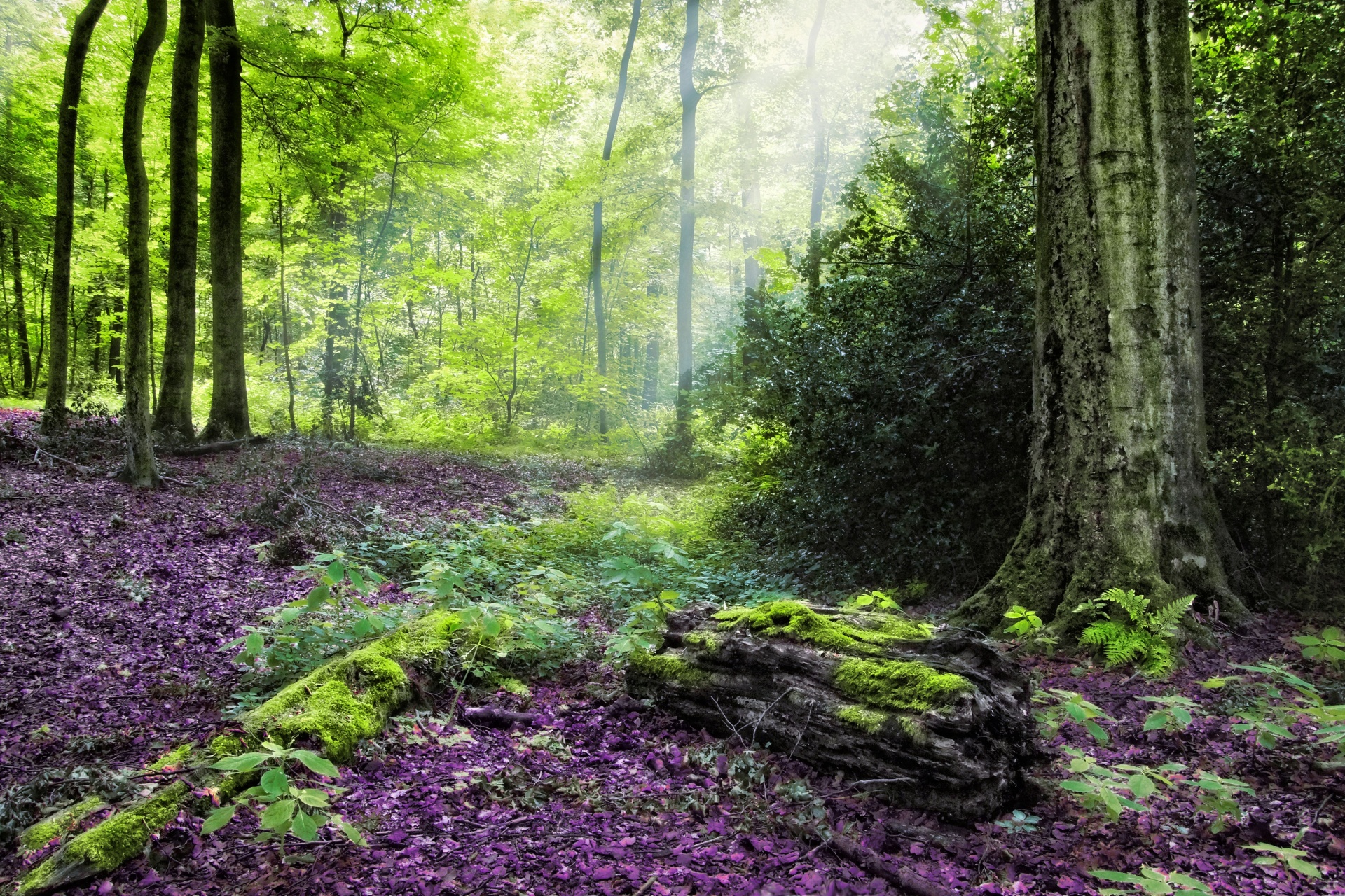 Wald Erlebnispfad In Der Nähe Wald Bäume Landschaft Natur Kostenloses Stock Bild - Public Domain Pictures