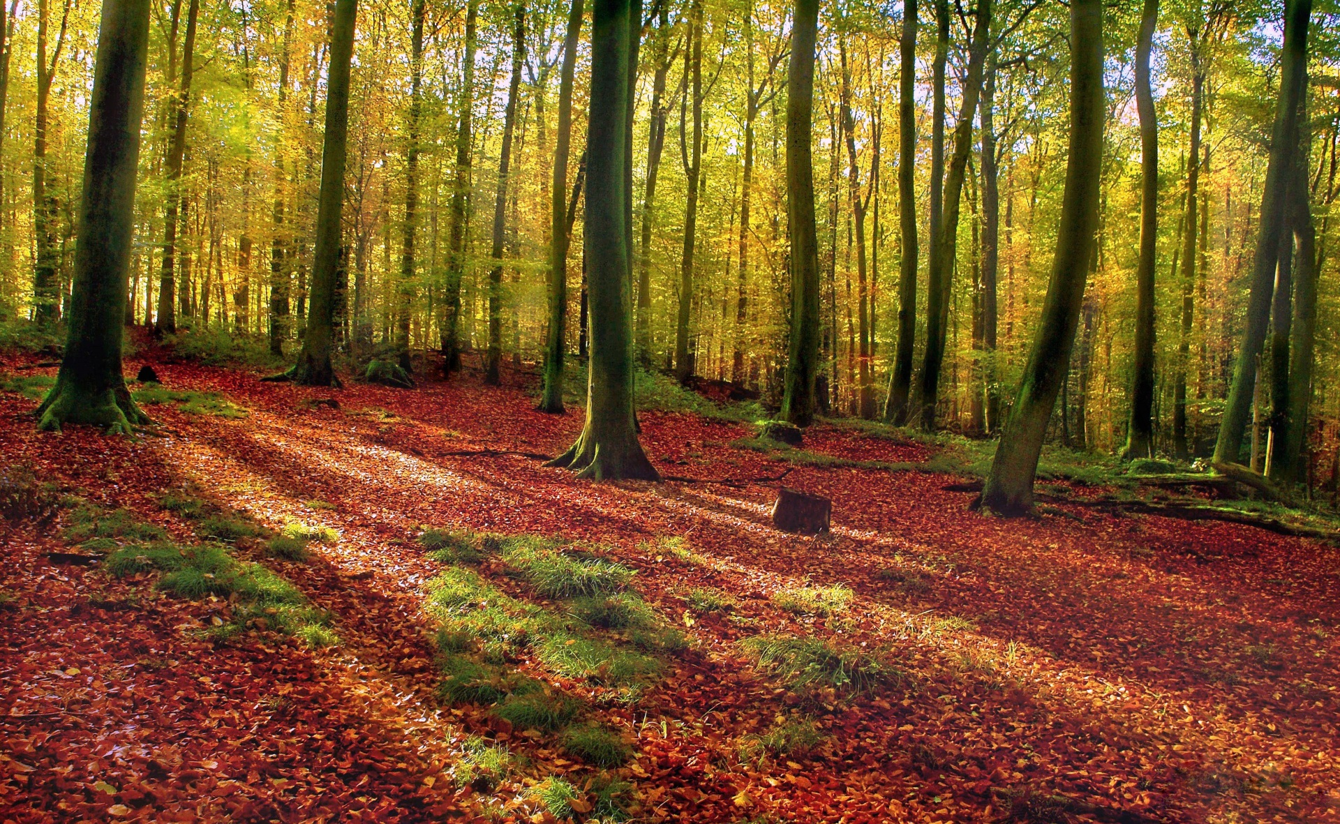Wald Erlebnispfad In Der Nähe Wald Herbst Bäume Laub Kostenloses Stock Bild - Public Domain Pictures