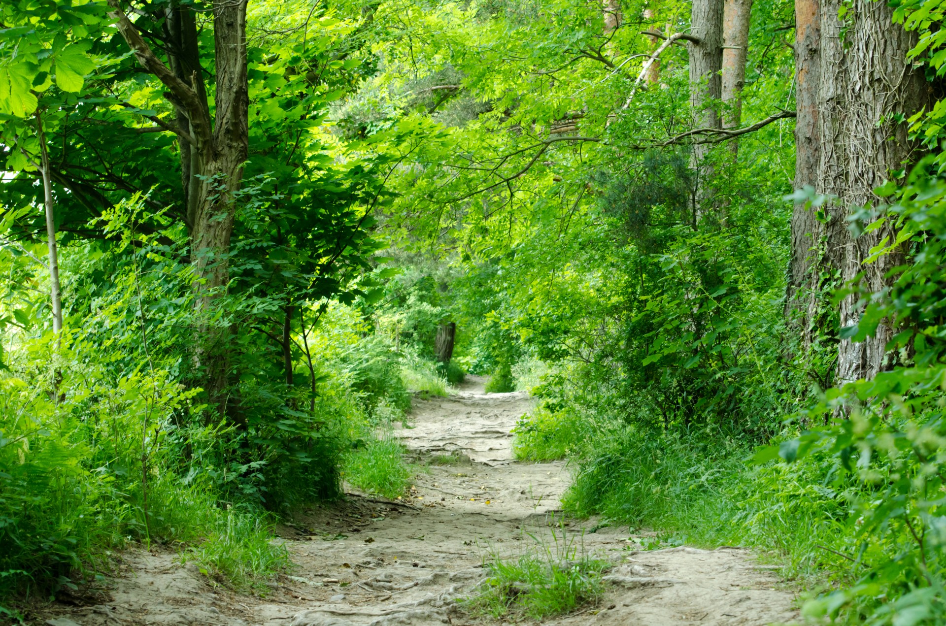 Wald Erlebnispfad In Der Nähe Wald Kostenloses Stock Bild - Public Domain Pictures