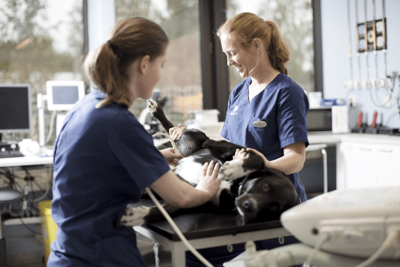 Anicura Recklinghausen - Tierärztliche Klinik Für Kleintiere Rezensionen