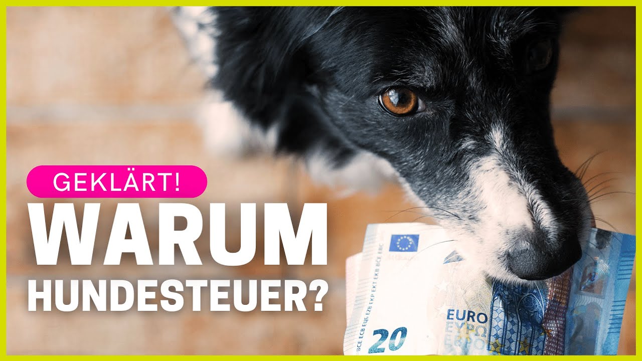 Ab Wann Muss Man Hundesteuern Zahlen