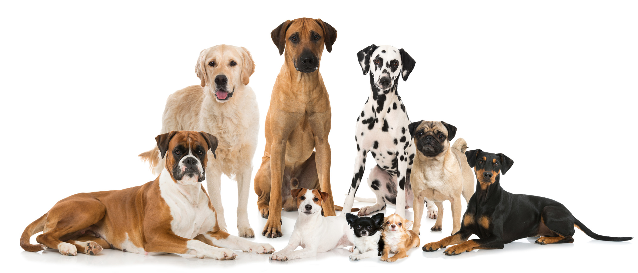 Welche Rentner Sind Von Der Hundesteuer Befreit Warum Hundesteuer zahlen?
