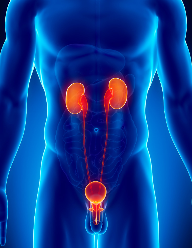 Urologie Bad Godesberg Dr. Claudia Sopora & Janne Oehms Was ist Urologie? | Urologische Gemeinschaftspraxis
