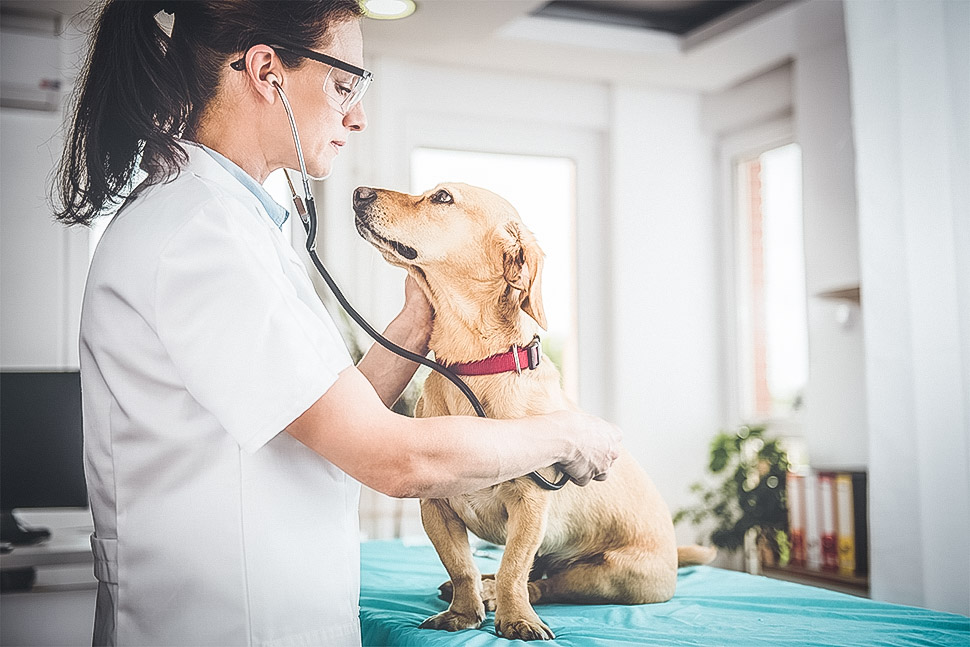 Tierarzt Für Hunde In Der Nähe Was kostet ein Besuch beim Tierarzt?