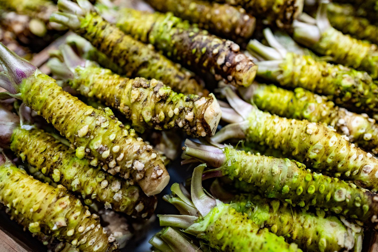 Wasabi Kassel Friedrich Ebert Straße 88 Wasabi | Real, Plant, & Paste | Britannica