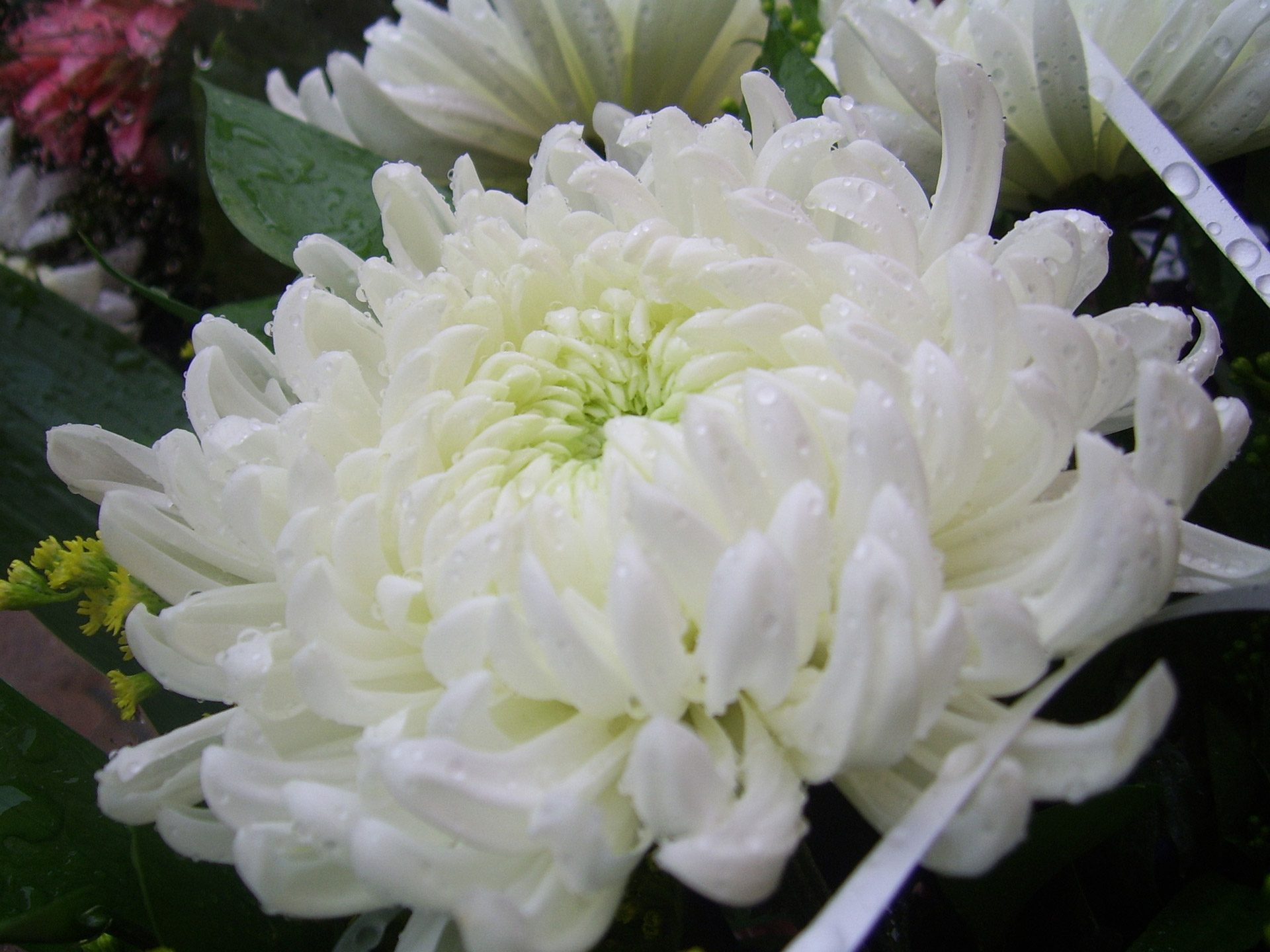 Blumenhaus Chrysanthem Hoffmann U Hornstein Gmbh White Chrysanthemum Free Stock Photo - Public Domain Pictures