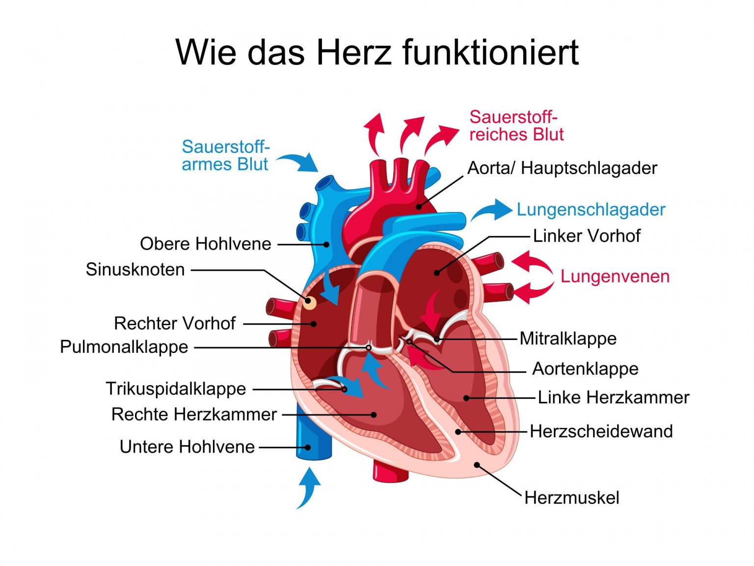 Herz Jesu Kirche Frankenberger Dom Wie funktioniert das Herz? | Schwabe Austria