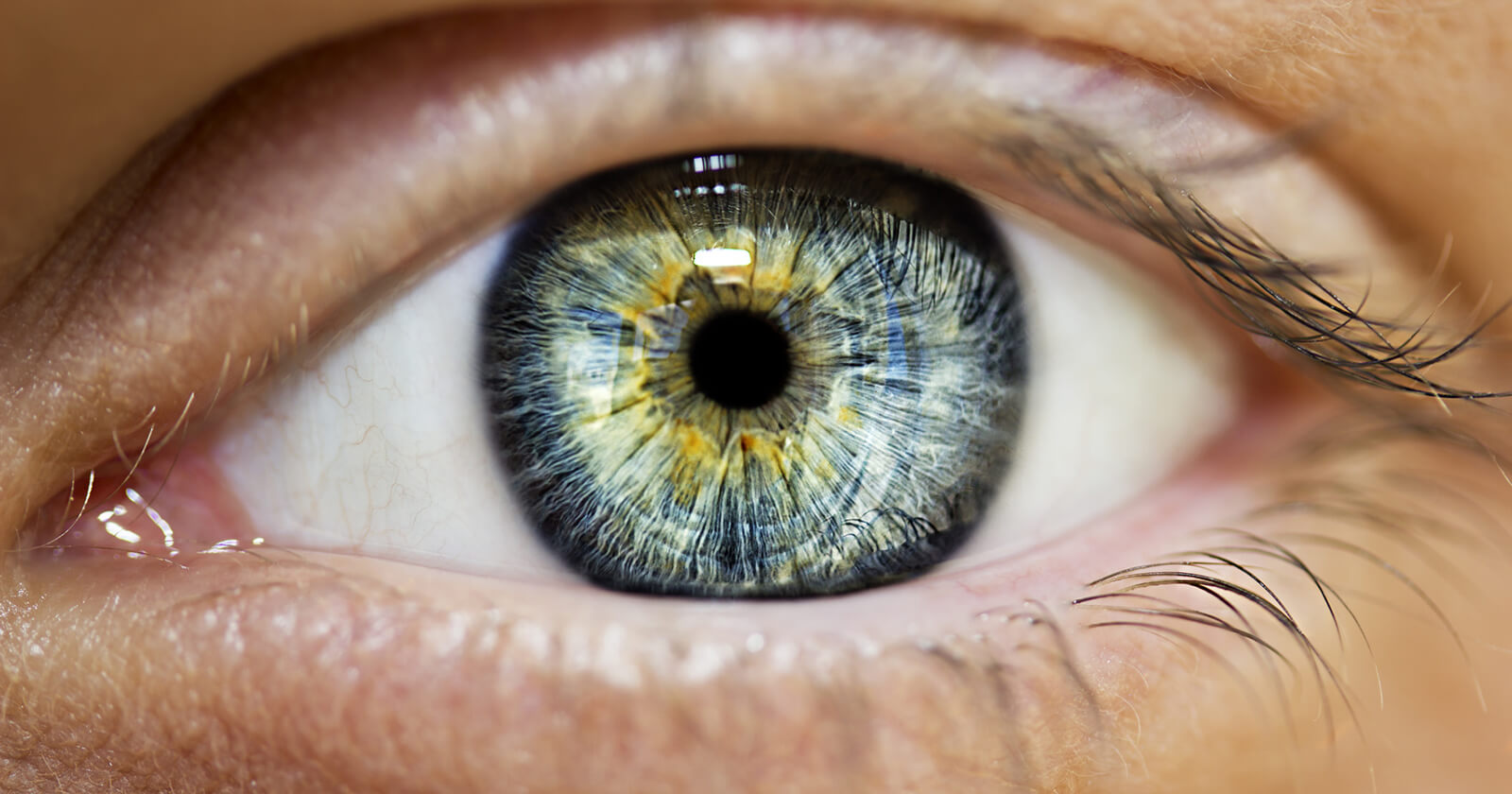 Augenärzte Dres. Med. Foja/ El-belghiti/ Nestler Wie ist das Auge aufgebaut? | Ratgeber Auge