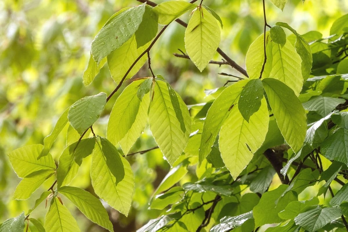 Wie Sieht Eine Buche Aus Wie sieht ein Buchenblatt aus? | Buche bestimmen - Gartenrat.de