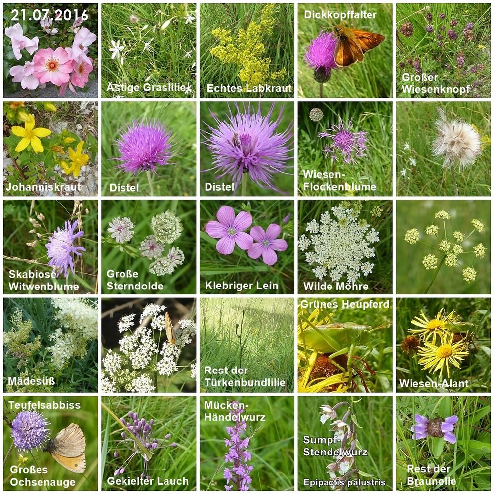 Pflanzen Richter Kg Lange Wand Bünde Wild- und Wiesenpflanzen Foto & Bild | natur, blüten, wildpflanzen