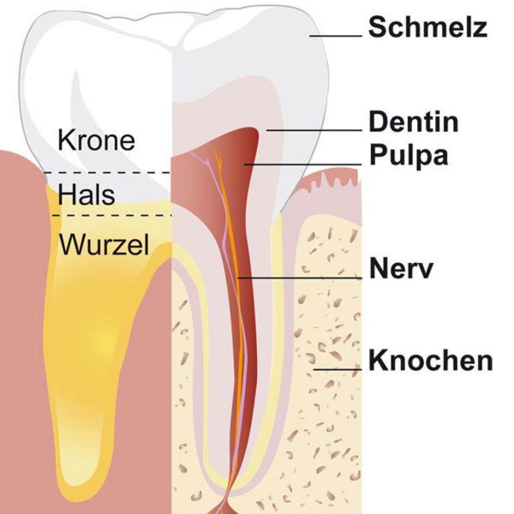 Zahnärzte Kuipers & Kollegen - Zahnarzt Mönchengladbach zahn-aufbau-gross - KFO Dr. Nora Plathner-Wieck