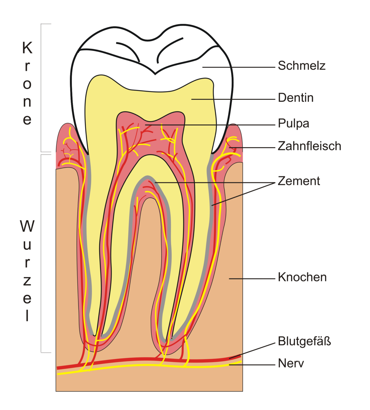 Zahnärzte In Der Nähe Jetzt Geöffnet Zahnarztpraxis Bogenhausen - Endodontie